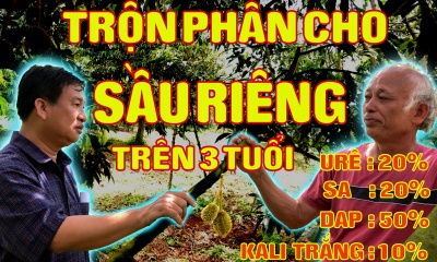 công thức tự trộn phân đơn cho cây - sầu riêng - CTY phân bón không thích điều nầy